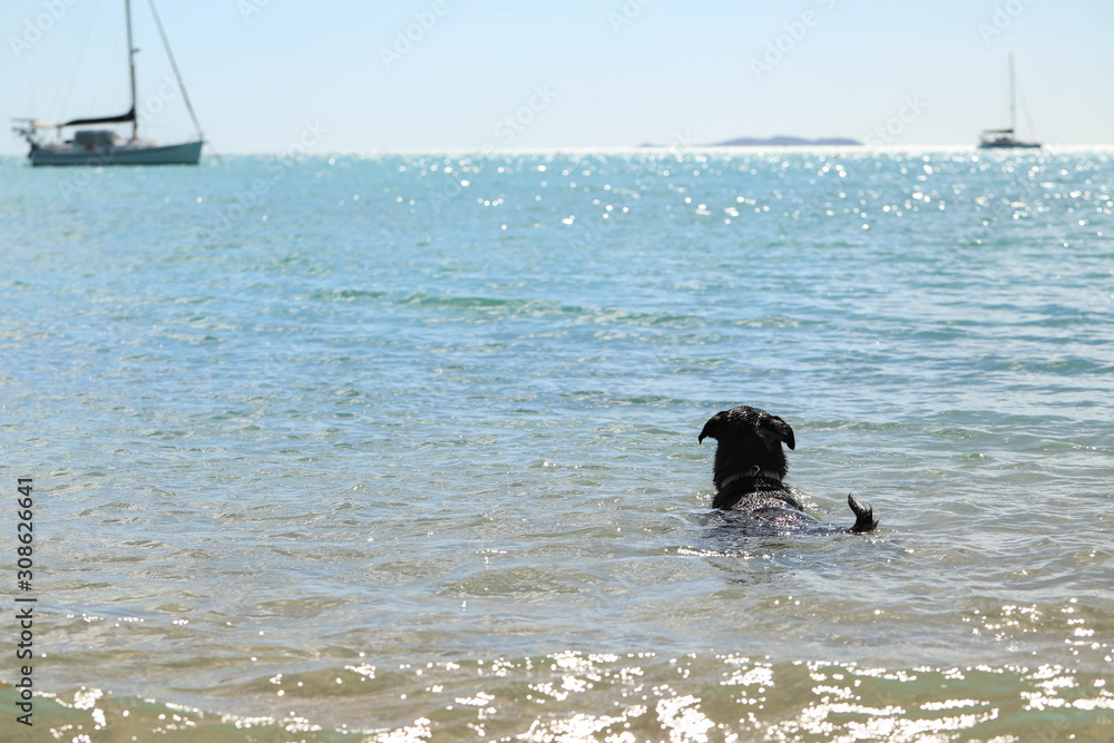 Rottweiler dog playing and swimming at the beach at Cape Gloucester, North Queensland, Australia Rottweiler dog playing and swimming at the beach at Cape Gloucester, North Queensland, Australia