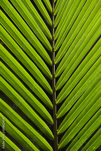 Obraz na plátně palm frond