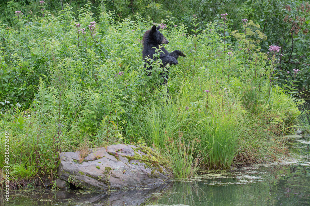 Young Black bear standing in grassy area Young Black bear standing in grassy area