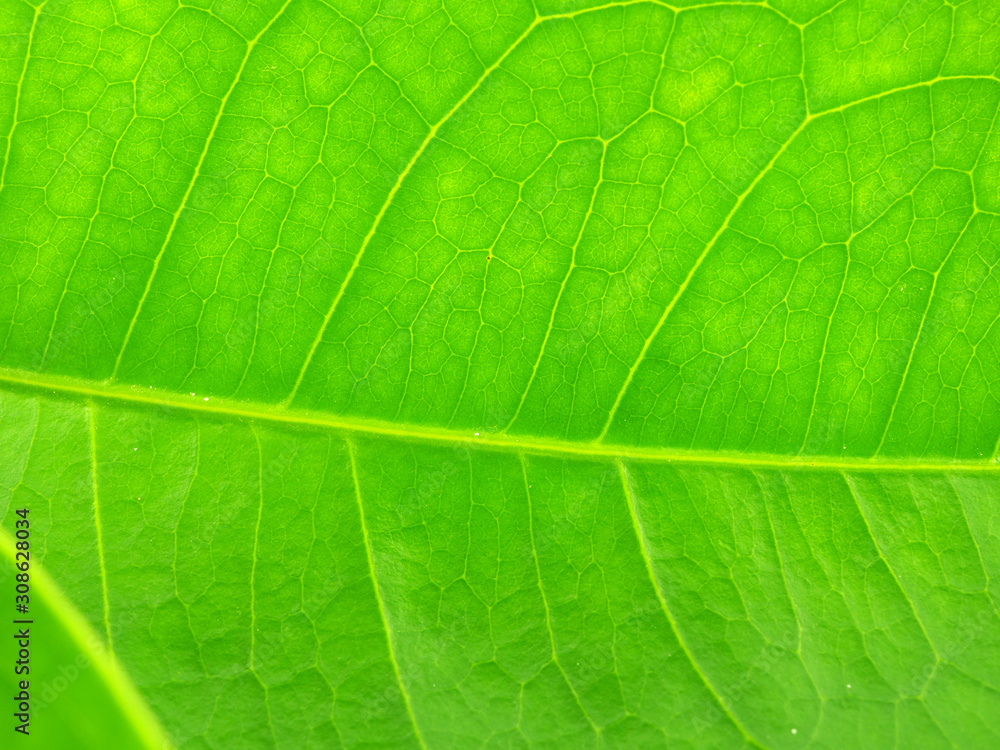 Close up green leaves pattern background texture. Close up green leaves pattern background texture.