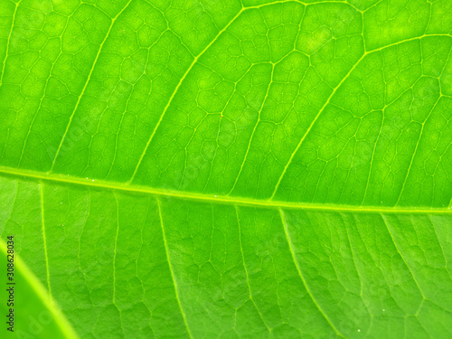  Close up green leaves pattern background texture. 
