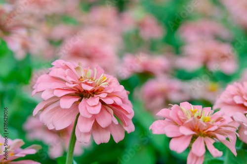 Pink zinnia flower © khunkornStudio