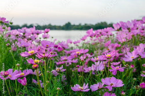 cosmos flowers