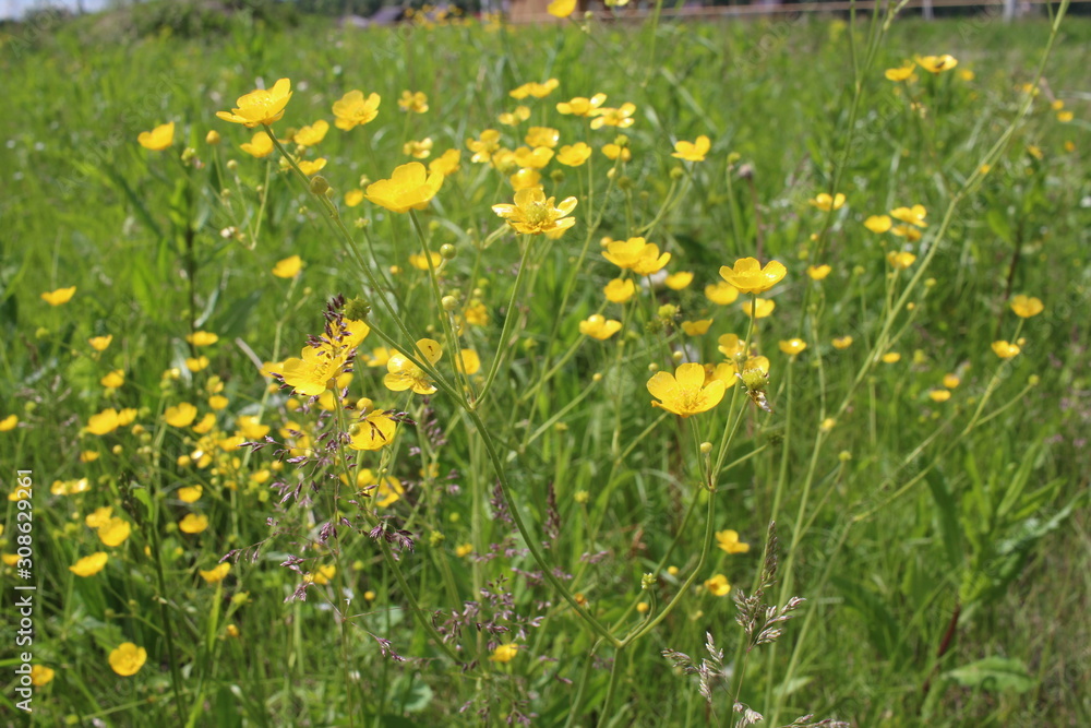 bright yellow wildflowers grow in the garden among the green grass in summer bright yellow wildflowers grow in the garden among the green grass in summer
