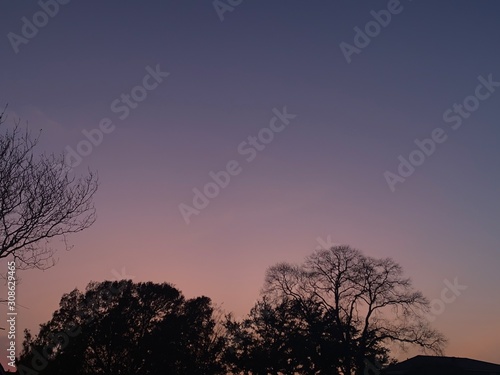 silhouette of a tree at sunset © Francisco