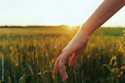 hands in field of wheat