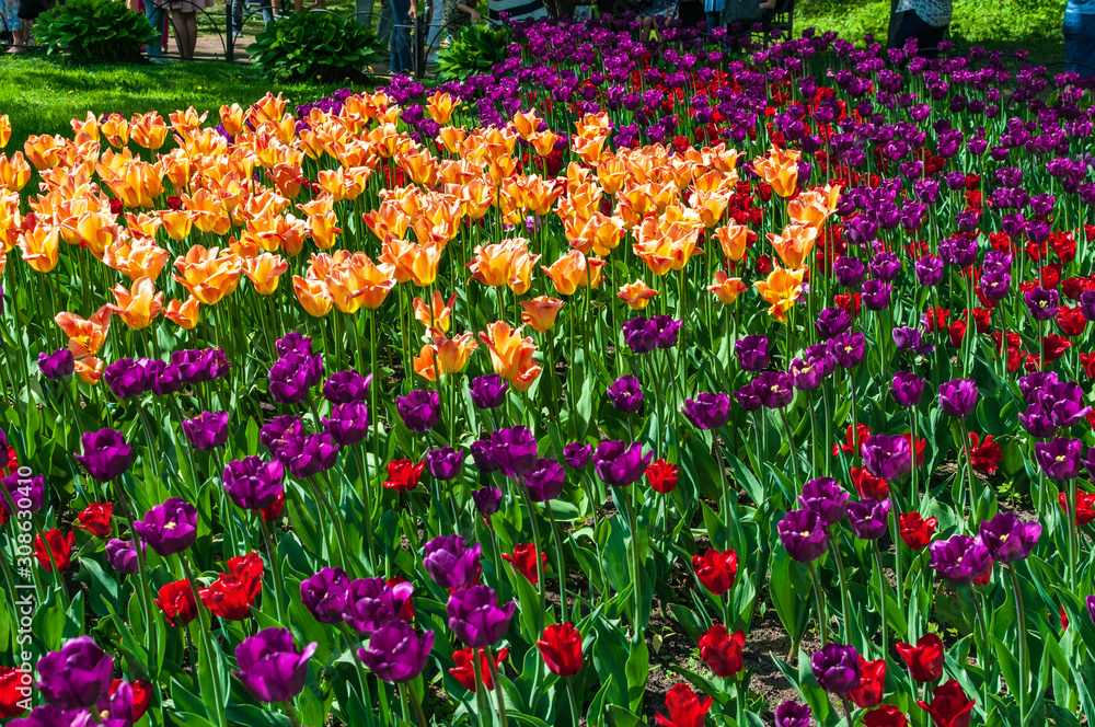Colorful tulips in the park. Spring landscape. Colorful tulips in the park. Spring landscape.