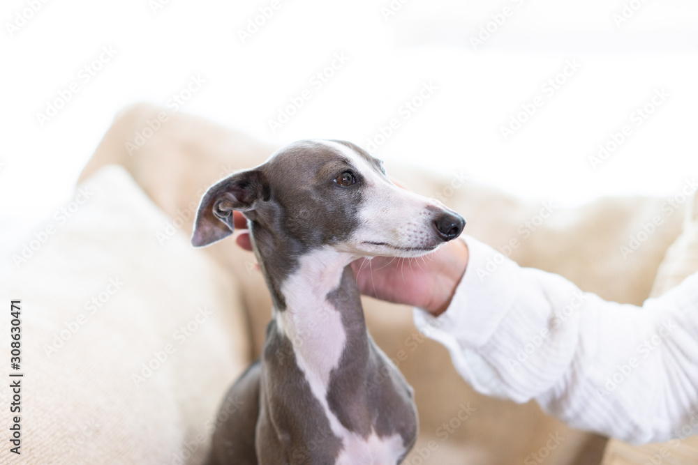 なでられるイタリアングレイハウンド犬 Stock Photo Adobe Stock なでられるイタリアングレイハウンド犬 Stock Photo Adobe Stock