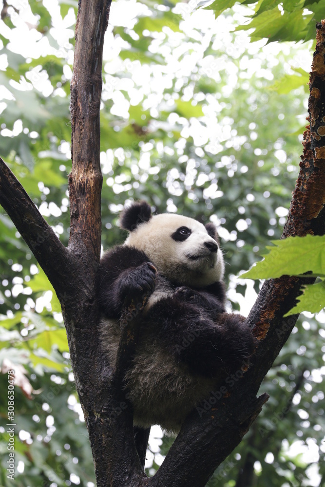 Obraz premium Panda Cub is Relaxing on the Tree, Chengdu, China