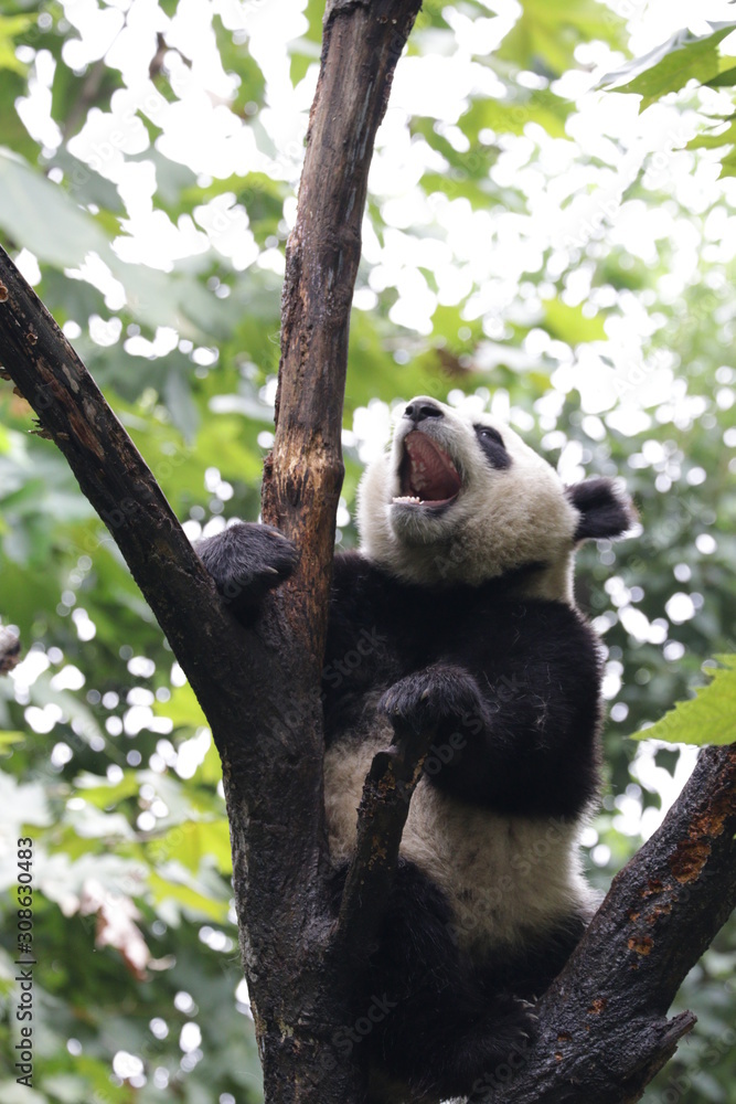 Obraz premium Panda Cub is Relaxing on the Tree, Chengdu, China