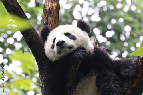 Fototapeta Naklejka Na Ścianę i Meble -  Panda on the Tree, Chengdu, China