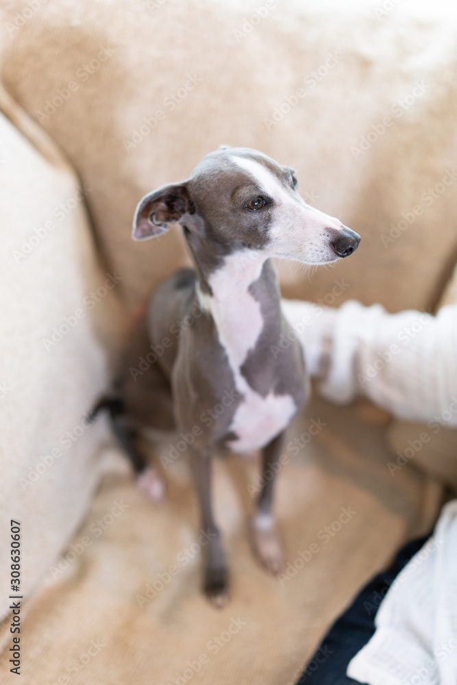 なでられるイタリアングレイハウンド犬 なでられるイタリアングレイハウンド犬