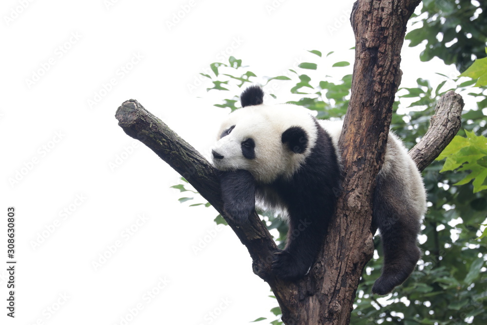 Fototapeta premium Fluffy Playful Panda Cub on the Tree, Chengdu, China