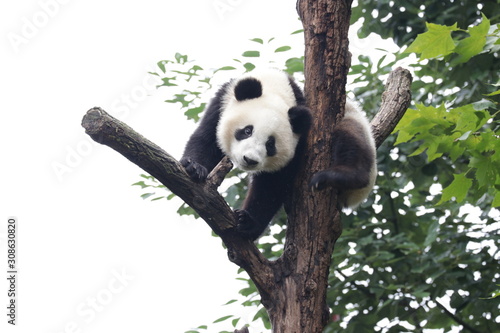 Fluffy Playful Panda Cub on the Tree, Chengdu, China