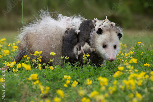 Photography Mother Opossum with babies