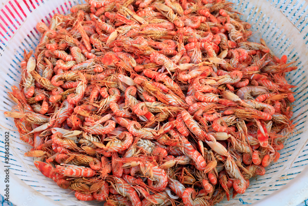 Dog shrimp, special aquatic products in Bohai sea area of China Dog shrimp, special aquatic products in Bohai sea area of China