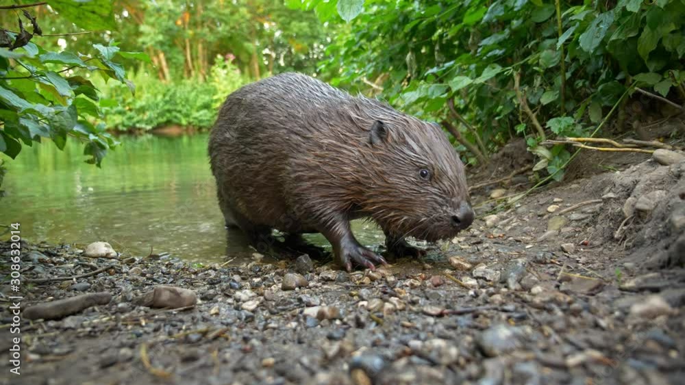 Eurasian beaver (Castor fiber) eating food from man hand Eurasian beaver (Castor fiber) eating food from man hand