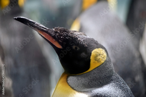 Quadro su tela this is a close up of an emperor penguin