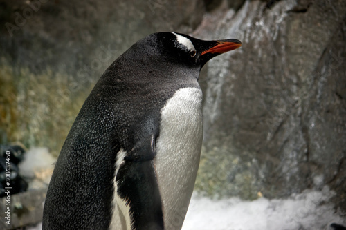 Cuadro en lienzo this is a close up of an emperor penguin
