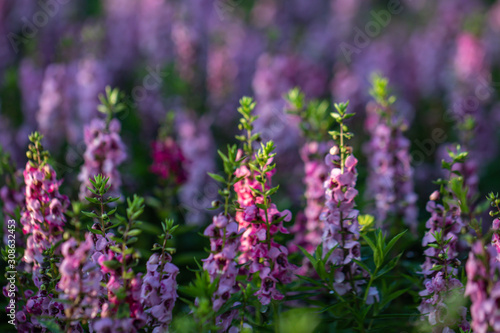 Salvia Flower in the garden.Beautiful purple flower in the garden.Selective focus flower.Sage flower.