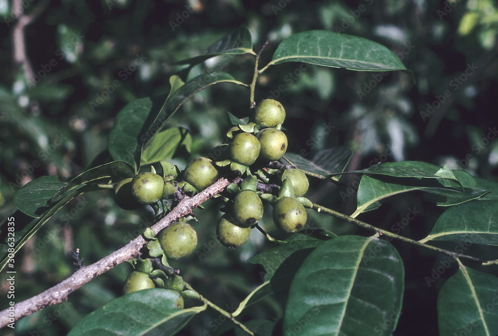 Leaves and fruit. Diospyros Sylvatica. Family: Ebenaceae. A large ...