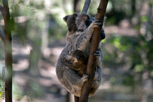 the mother koala has two babies © susan flashman