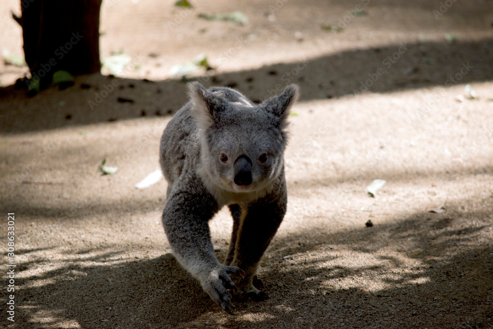 Obraz premium the koala is walking to a different gum tree