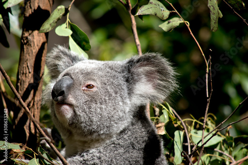 this is a close up of a koala