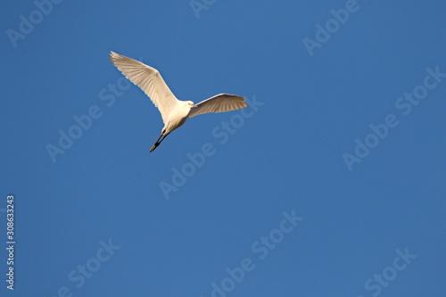 Egret flying in the sky