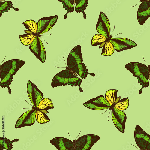 Seamless pattern with hand drawn colored papilio palinurus, ornithoptera goliath