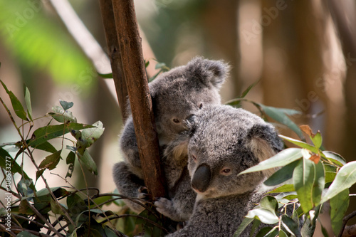 Fototapeta Naklejka Na Ścianę i Meble -  the joey koala is next to his mother