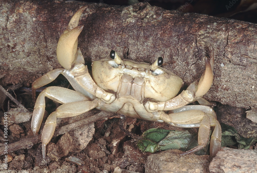 Land crab. Usually seen in the monsoon, these crabs aestivate in the dry season. They are found in the Western Ghats, India. Land crab. Usually seen in the monsoon, these crabs aestivate in the dry season. They are found in the Western Ghats, India.