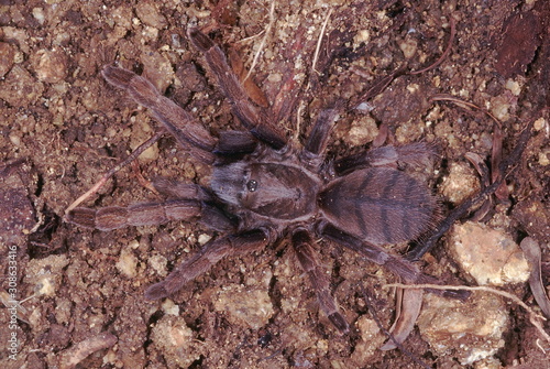 Mygalomorph spider. These large (approx.. 7 cm.) spiders have long poison fangs and feed on insects as well as other small creatures.