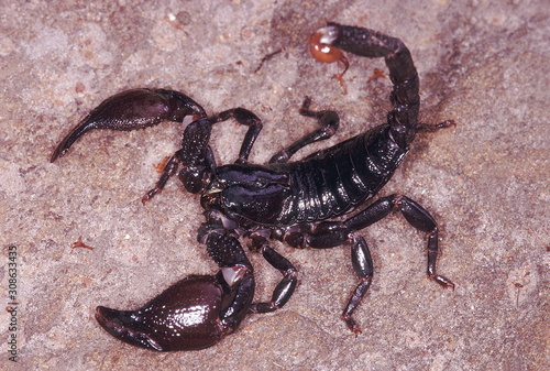 A large black scorpion which lives in flattened burrows. It makes a hissing sound when annoyed.