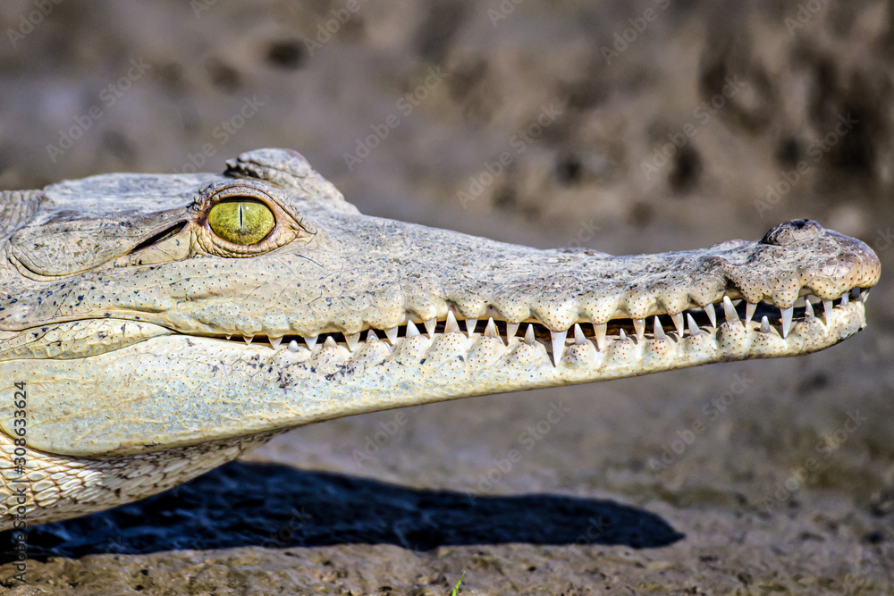 Fototapeta premium Caiman Crocodile resting at the riverbank of the Sierpe Mangrove national Park in Costa Rica wildlife