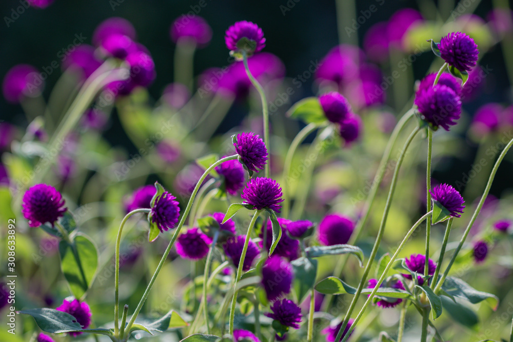 Selective focus beautiful Gomphrena globosa flower blooming in spring season.Also called Globe Amaranth, Selective focus beautiful Gomphrena globosa flower blooming in spring season.Also called Globe Amaranth,