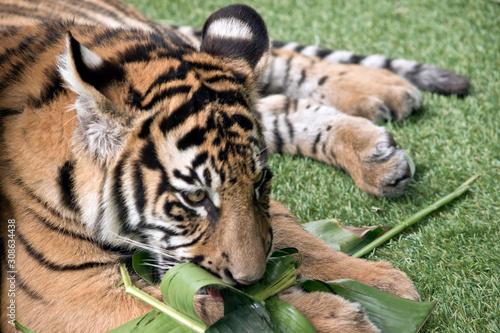 the tiger cub is playing witha leaf he is 5 months old © susan flashman