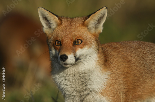 A head shot of a magnificent female Red Fox, Vulpes vulpes. 