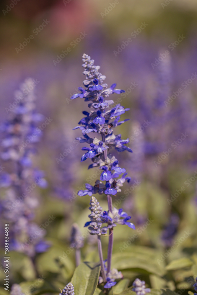 Salvia Flower in the garden.Beautiful purple flower in the garden.Selective focus flower.Sage flower.