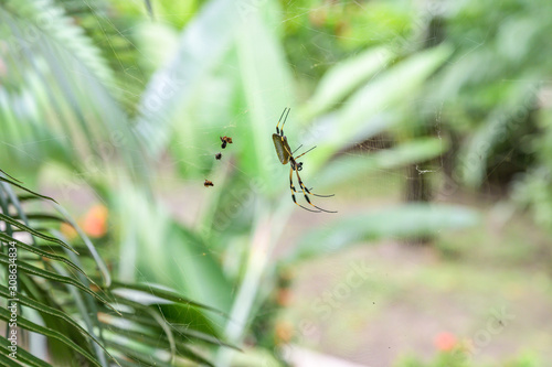 Golden Orb Spider in its web in famous Tortuguero national park Costa Rica