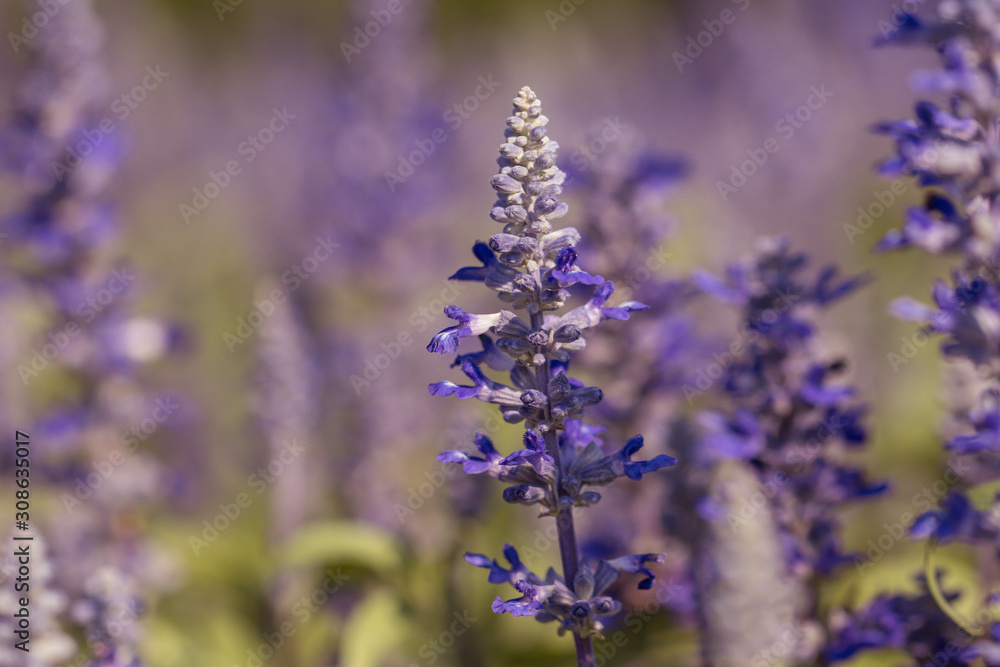 Salvia Flower in the garden.Beautiful purple flower in the garden.Selective focus flower.Sage flower.