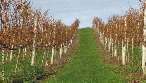 Vineyard in winter ready for pruning in Devon, United Kingdom