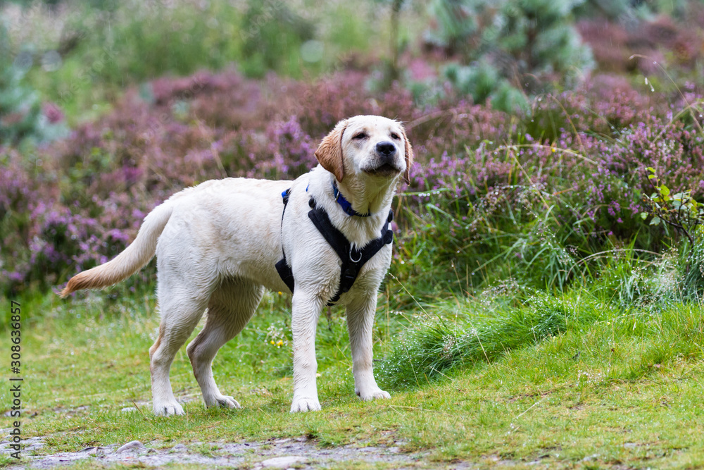 Cautious wet dog