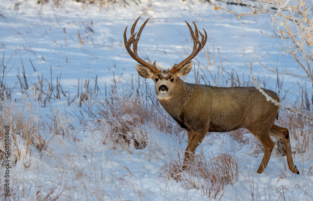 A Large Mule Deer Buck in a Snowy Field A Large Mule Deer Buck in a Snowy Field