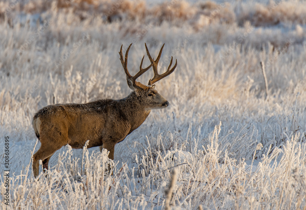 Fototapeta premium A Large Mule Deer Buck in a Snowy Field