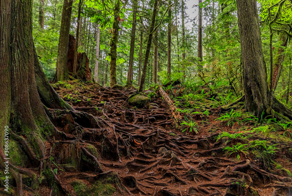 Fototapeta premium Twisted exposed gnarled roots of pine trees growing on a slope of a hill in Lynn Canyon Park forest in Vancouver, Canada