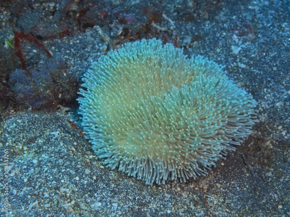 Fototapeta premium The amazing and mysterious underwater world of Indonesia, North Sulawesi, Manado, soft coral