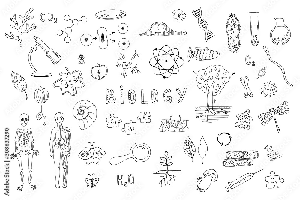 Set of objects, symbols biology lesson. Hand drawn vector illustration. Line drawing on a white background. Learning, education concept. Microbes, test tubes, human anatomy, flora and fauna.