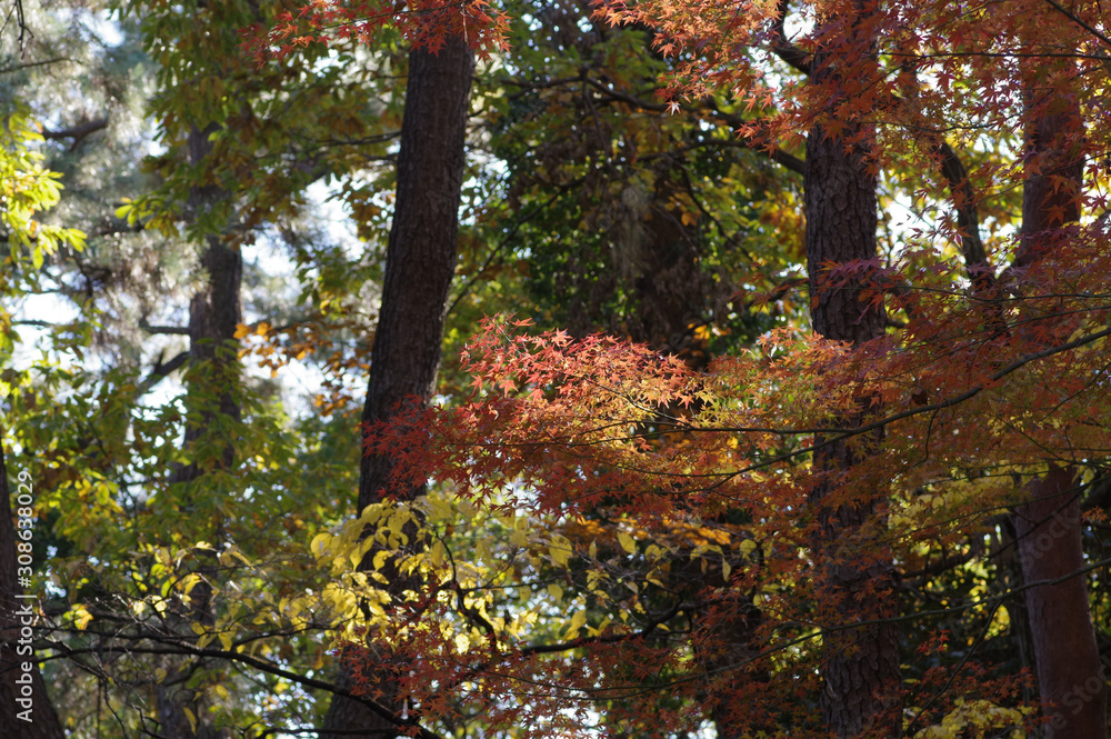 Fototapeta premium 紅葉