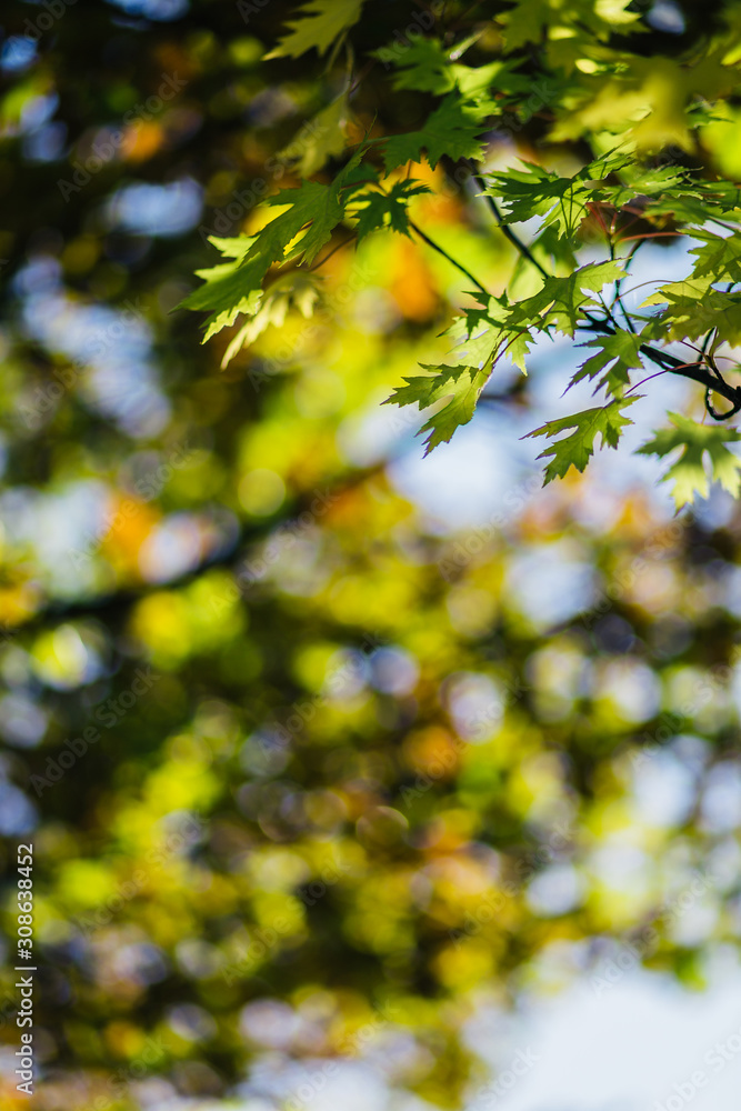 Green autumn leaves backlit on a tree branch on a blue blurry forest landscape background Green autumn leaves backlit on a tree branch on a blue blurry forest landscape background